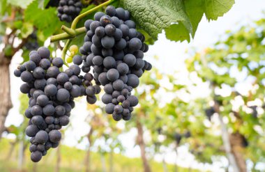 Mavi üzümler, üzümlerde yetişen Pinot Noir şarabı, Trier 'de üzüm bağı, Moselle Vadisi, Almanya, manzara ve tarım, rineland palatine