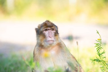 Barbar maymun, rhesus maymunu, Kuzey Afrika 'nın vahşi yaşamı, habitat ormanı.