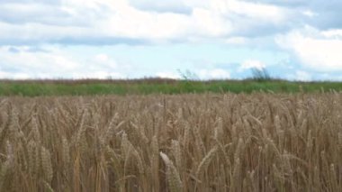 Almanya 'da ekili buğday tarlası, yazın hasat, yiyecek tarımı, kırsal kesimde tarım.