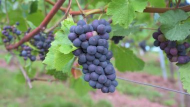 Mavi üzümler, üzümlerde yetişen Pinot Noir şarabı, Trier 'de üzüm bağı, Moselle Vadisi, Almanya, manzara ve tarım, rineland palatine