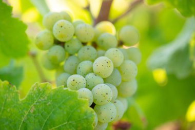 Sarmaşıkta yetişen yeşil şarap üzümleri, Trier 'de üzüm bağları, Moselle Vadisi Almanya, manzara ve tarım, rineland damak tadı 
