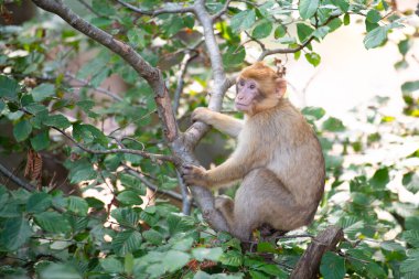 Barbar maymun, rhesus maymunu, Kuzey Afrika 'nın vahşi yaşamı, habitat ormanı, yavru hayvan