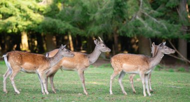 Sonbahar ormanındaki bir çayırda beyaz kuyruklu geyik yavrusu, ormandaki vahşi yaşam. 