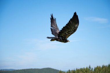 Black hawk, wildlife, raptor bird of prey in flight, habitat, forest and meadow landscape, Buteogallus anthracinus eagle clipart