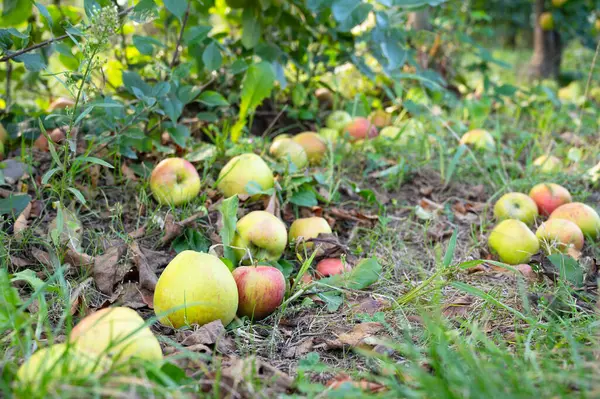 stock image Ripe fallen apples on the ground, healthy fruits on platation, harvest in summer or autumn, agriculture farm, garden