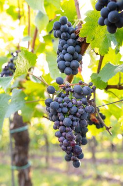 Mavi üzümler, üzümlerde yetişen Pinot Noir şarabı, Trier 'de üzüm bağı, Moselle Vadisi, Almanya, manzara ve tarım, rineland palatine