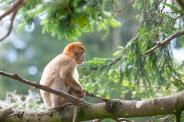 Ağaçta oturan barbar maymun, rhesus maymunu, vahşi yaşam, habitat ormanı, yavru hayvan.