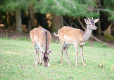 Sonbahar ormanındaki bir çayırda beyaz kuyruklu geyik yavrusu, ormandaki vahşi yaşam. 