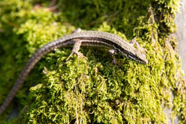 Yeşil yosun üzerinde yaygın orman kertenkelesi, Lacerta vivivipara, Kuzey Avrupa ve Orta Asya 'da yaşayan sürüngen