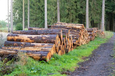 Kesilen ağaç kütükleri ormanda birikti, kereste endüstrisi, çevre, yenilenebilir enerji, kereste ve ormansızlaşma. 