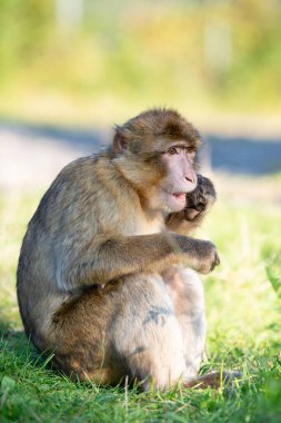 Barbar maymun, rhesus maymunu, Kuzey Afrika 'nın vahşi yaşamı, habitat ormanı. 