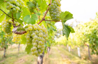 Sarmaşıkta yetişen yeşil şarap üzümleri, Trier 'de üzüm bağları, Moselle Vadisi Almanya, manzara ve tarım, rineland damak tadı 