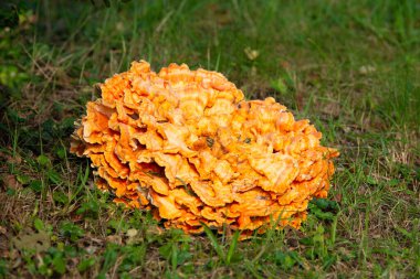 Huge common sulfur porling mushroom growing on a meadow, Laetiporus sulphureus, bracket fungus clipart