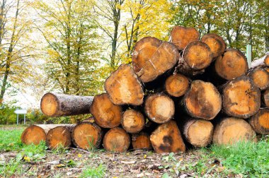 Doğranmış ağaç kütükleri bir ormanın, kereste endüstrisinin, çevresel, yenilenebilir enerji, kereste ve ormansızlaşmanın yanında birikmiş. 