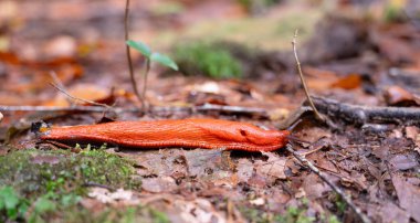 İspanyol kırmızı sümüklüböceği, turuncu renkli parlayan Arion Rufus salyangoz sonbaharda bir orman zemininde