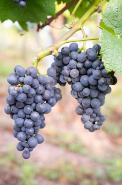 Blue grapes, Pinot Noir wine growing on vine, vineyard in Trier, Moselle Valley, Germany, landscape and agriculture, rhineland palatine clipart