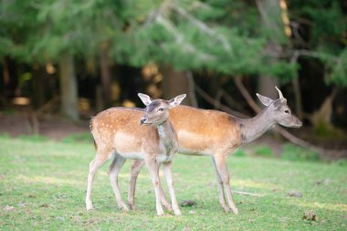 Sonbahar ormanındaki bir çayırda beyaz kuyruklu geyik yavrusu, ormandaki vahşi yaşam. 