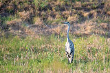 Gri balıkçıl kuşu hasat edilmiş bir buğday tarlasında duruyor, vahşi yaşam ve tarım, yiyecek kaynağı 