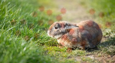 Hare or rabbit with infectious Tularemia or rabbit fever disease, bacteria Francisella tularensis spread by ticks and flies, pet animal clipart