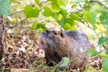Nutria nehir faresi, coypu otobur, yarı suda yaşayan kemirgen familyası çayırdaki miyocastoridae, vahşi yaşam hayvanları, yerleşik sulak alanlar.