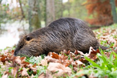 Nutria river rat, coypu herbivorous, semiaquatic rodent family Myocastoridae on the meadow, wildlife animals, habitant wetlands clipart