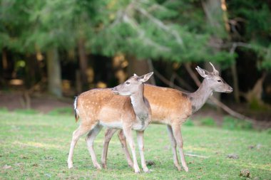 Sonbahar ormanındaki bir çayırda beyaz kuyruklu geyik yavrusu, ormandaki vahşi yaşam. 