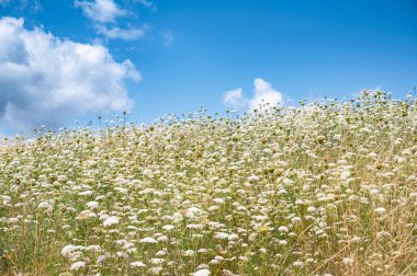 Meadow with wild carrot, yarrow and hogweed flowers, blooming wildflower field, blue sky and clouds, nature in summer, environment and ecology concept clipart