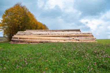 Doğranmış ağaç kütükleri bir ormanın, kereste endüstrisinin, çevresel, yenilenebilir enerji, kereste ve ormansızlaşmanın yanında birikmiş. 