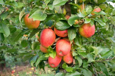 Ripe red apples growing on the tree, healthy fruits on platation, harvest in summer or autumn, agriculture farm, garden clipart