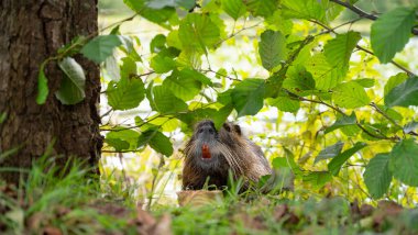Nutria nehir faresi, coypu otobur, yarı suda yaşayan kemirgen familyası çayırdaki miyocastoridae, vahşi yaşam hayvanları, yerleşik sulak alanlar.