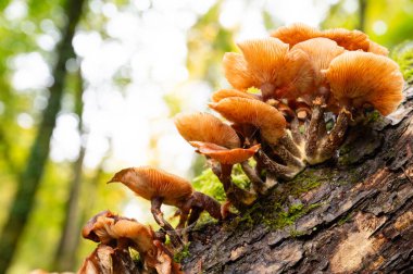 Lung oyster mushroom growing on a moss covered tree trunk, Pleurotus pulmonarius in autumn forest clipart