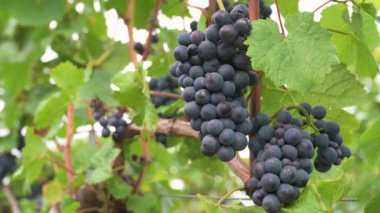 Mavi üzümler, üzümlerde yetişen Pinot Noir şarabı, Trier 'de üzüm bağı, Moselle Vadisi, Almanya, manzara ve tarım, rineland palatine