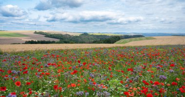 Haşhaş, papatya ve keten tohumu çiçekli çayır, çiçek açan kır çiçeği tarlası, yazın doğa, çevre ve ekoloji kavramı, buğday tarlası 