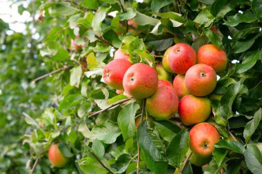 Ağaçta yetişen olgun kırmızı elmalar, kaplamalı sağlıklı meyveler, yazın veya sonbaharda hasat, tarım çiftliği, bahçe.