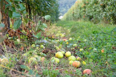 Olgun düşmüş elmalar yere, sağlıklı meyveler tabağa, hasat yazın veya sonbaharda, tarım çiftliği, bahçe