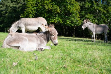 Donkey on a green meadow, forest with trees, foal animal on a farm, ass, domesticated equine 