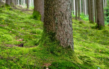 Orman, köknar ağaçları, Almanya 'da yaz ormanı, yeşil yosun, iklim ve çevre sorunları