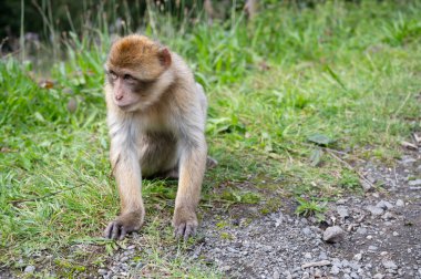 Barbary macaque ape, rhesus monkey, wildlife of North Africa, habitat jungle  clipart