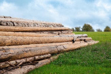 Doğranmış ağaç kütükleri bir ormanın, kereste endüstrisinin, çevresel, yenilenebilir enerji, kereste ve ormansızlaşmanın yanında birikmiş. 