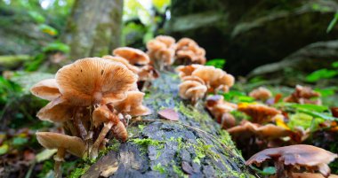 Lung oyster mushroom growing on a moss covered tree trunk, Pleurotus pulmonarius in autumn forest clipart