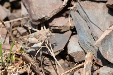 Taşın üzerinde sürünen çekirge çekirgesi, böcek makrosu, ekosistem ve çevre sorunu, Korthippus kayısı. 
