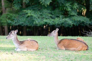 Sonbahar ormanındaki bir çayırda beyaz kuyruklu geyik yavrusu, ormandaki vahşi yaşam. 