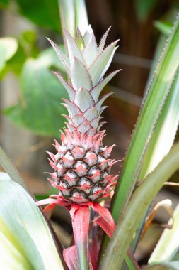 Tarlada yetişen ananas, Hindistan 'da ekili tropikal meyve bitkisi, tarım, organik gıda.