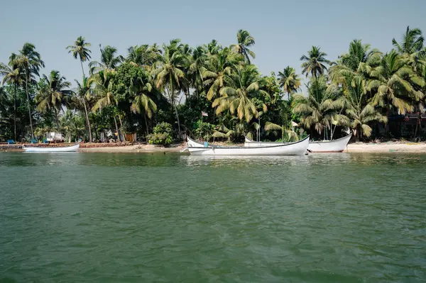 Güney Hindistan, Goa 'daki Coco sahilindeki palmiye ağaçları ve botlar, tropikal batı kıyısı, Asya' daki Arap Denizi, tatil beldesi