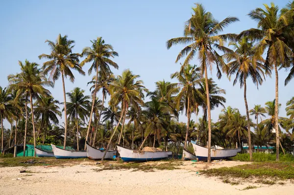 Güney Hindistan, Goa 'daki Colva sahilinde tekneler tropikal batı kıyısında palmiye ağaçları Asya' da Arap Denizi, tatil beldesi