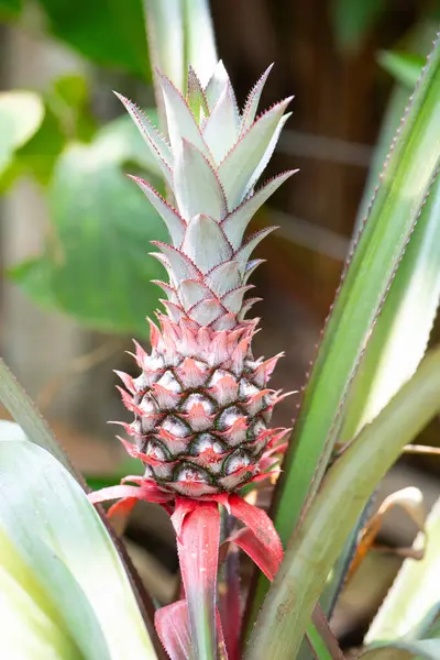 Tarlada yetişen ananas, Hindistan 'da ekili tropikal meyve bitkisi, tarım, organik gıda.