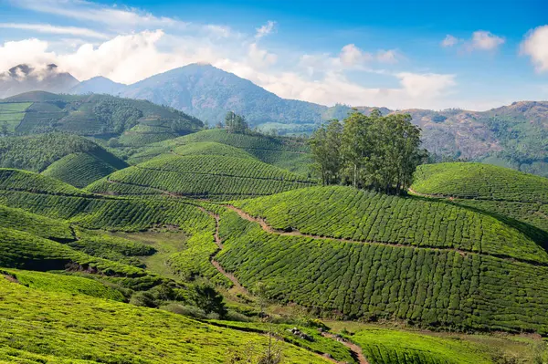 Munnar, Güney Hindistan 'da çay çiftliği, Kerala' da tarlaları olan manzara, kayan bahçe tepeleri manzarası, tarım.