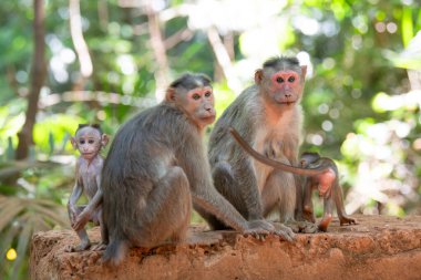 Barbar maymun, bebek sahibi maymun ailesi, Goa Hindistan 'ın vahşi yaşamı, orman ve yağmur ormanları hayvanı. 
