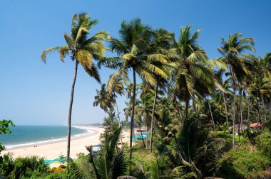 Goa, Güney Hindistan sahillerinde palmiye ağaçları ve botlar, tropikal batı kıyıları, Asya 'da Arap Denizi, tatil beldesi