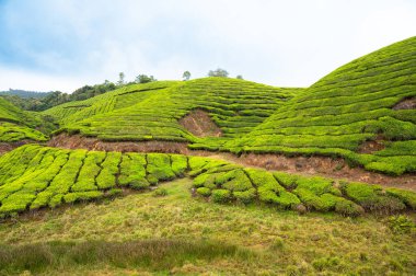 Munnar, Güney Hindistan 'da çay çiftliği, Kerala' da tarlaları olan manzara, kayan bahçe tepeleri manzarası, tarım.